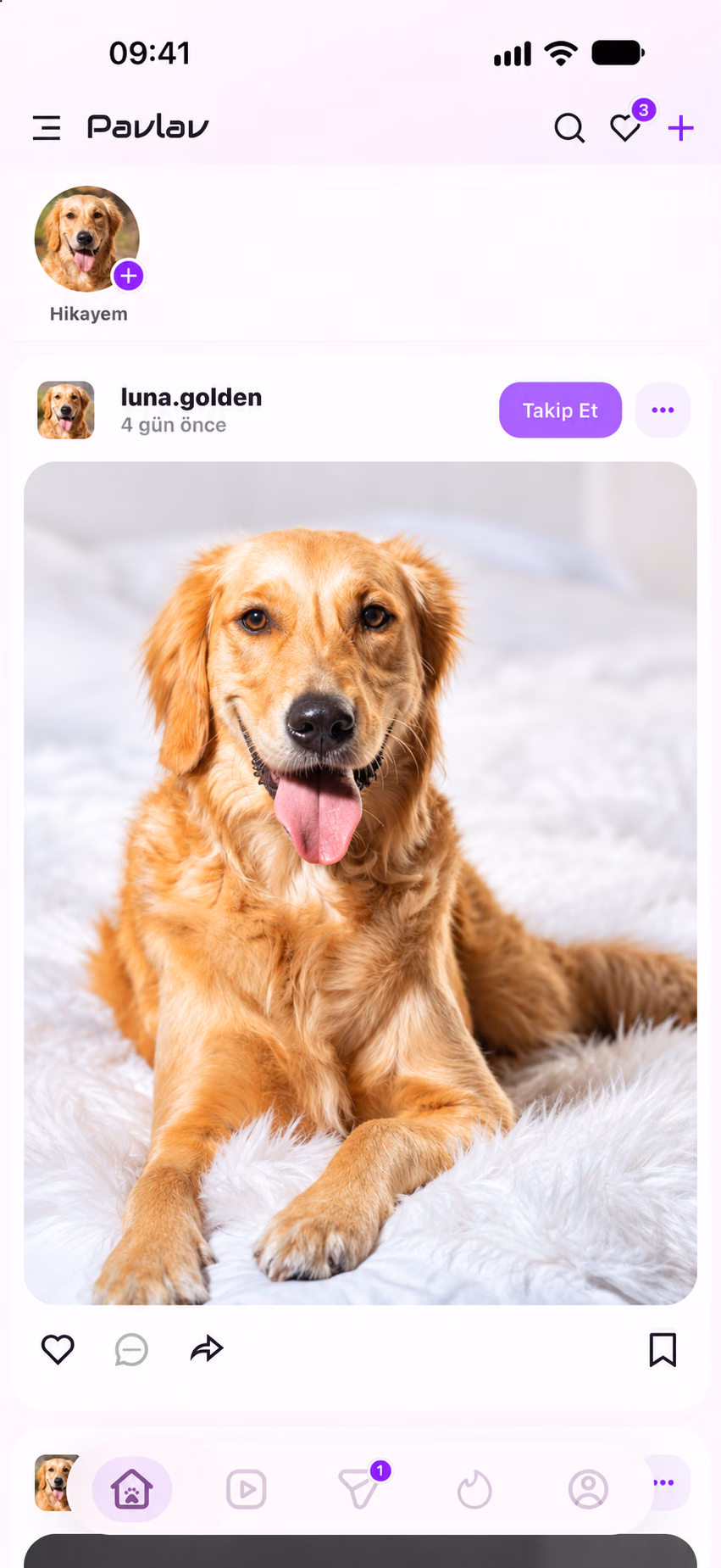 Pavlav ana akışında paylaşılan golden retriever fotoğrafı