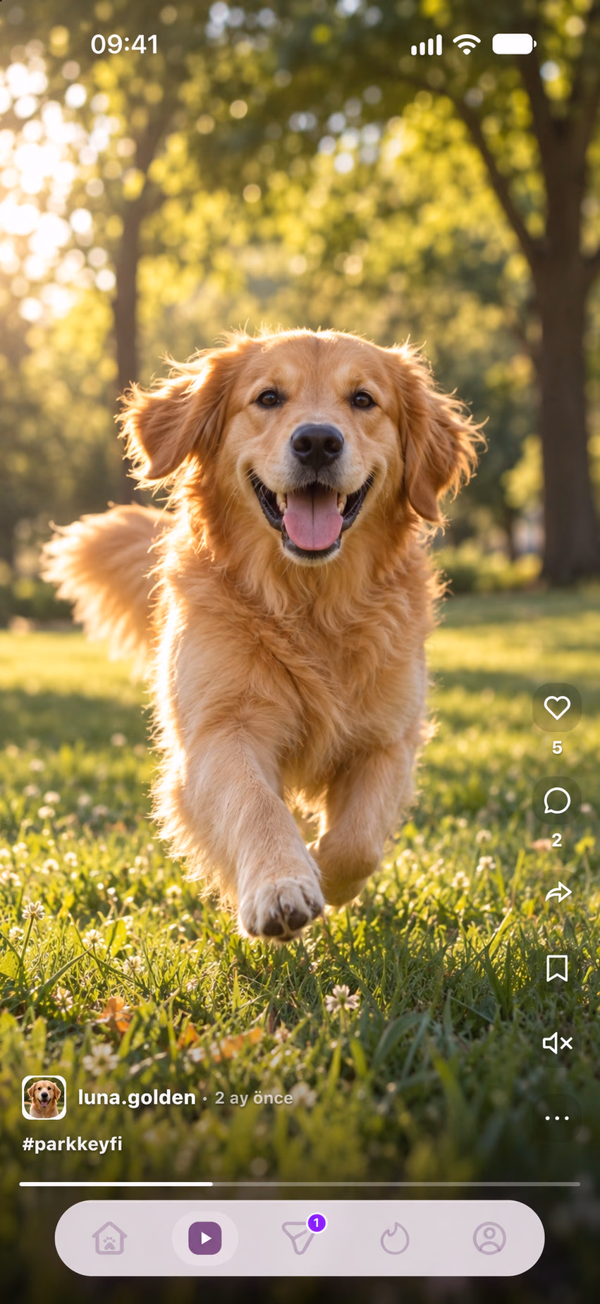 Pavlav Reels ekranında parkta koşan golden retriever