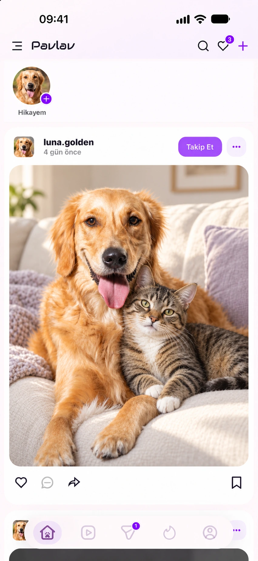 Pavlav — Pet paylaşım akışı